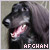 Afghan hounds: 